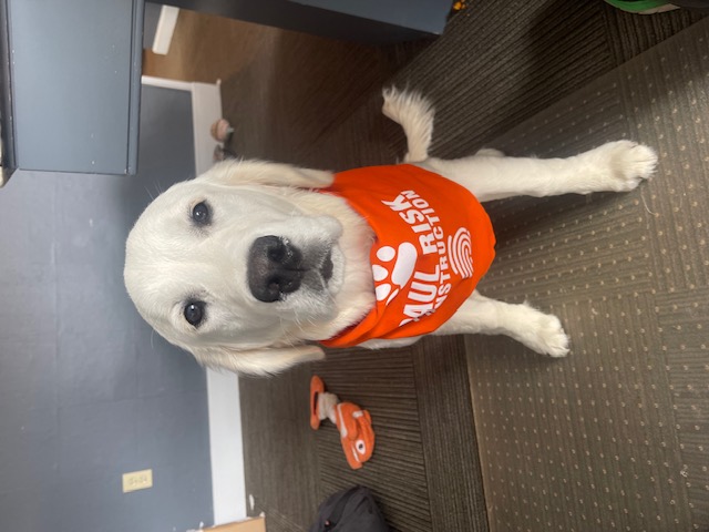 Dash, office dog at Paul Risk Construction