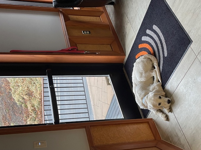 Winnie, office dog at Paul Risk Construction
