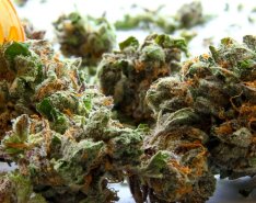 marijuana