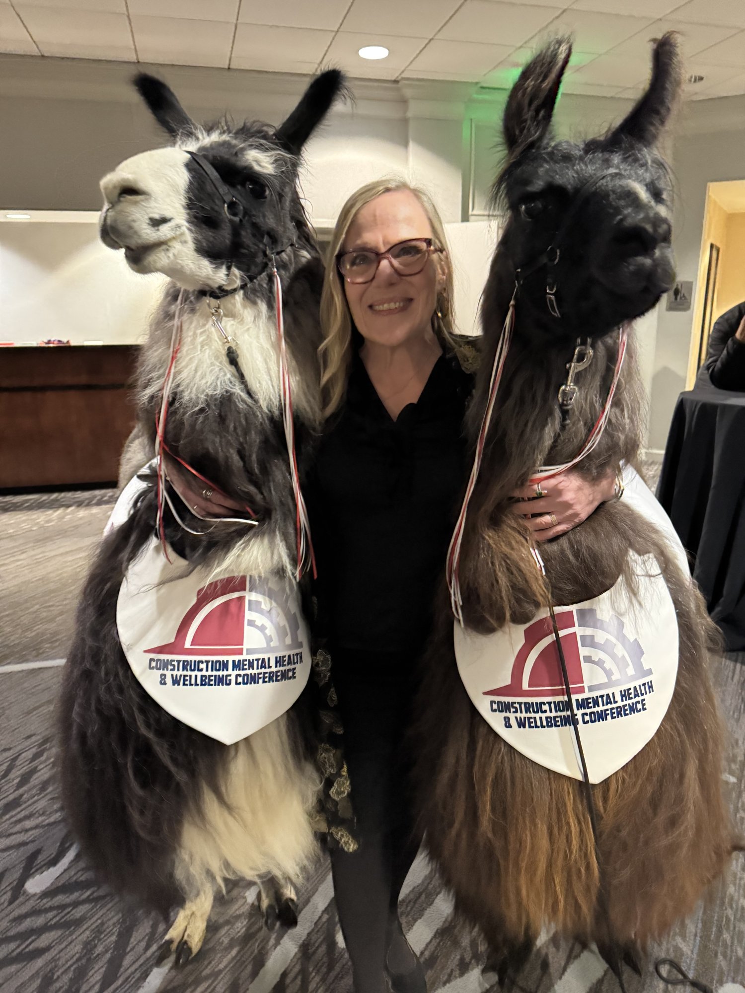 Llamas at Construction Mental Health & Wellbeing Summit